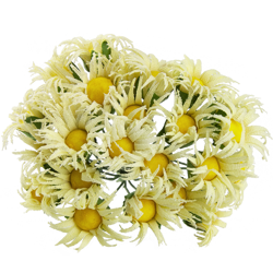 DAISY BLUMEN STOFFE 30mm 12Stk Scrapbooking Flowers, gelb