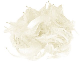 FEDERN Bastelfedern Dekofedern Feathers 10g/1-10cm, ecru