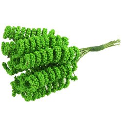 Grüne spiralförmige Staubgefäße - 12 Stück