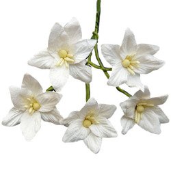Lilien - weiß - 50Stück