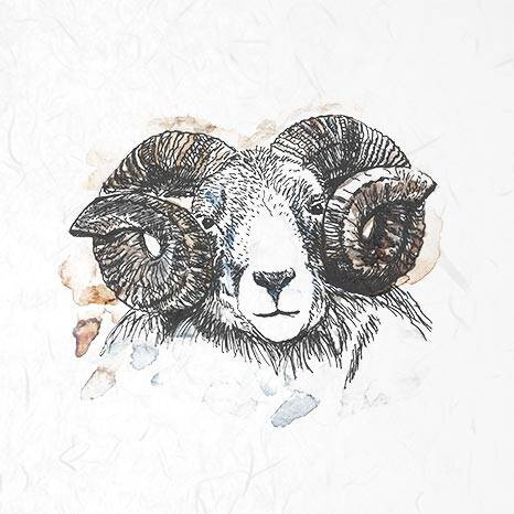 ITD - Reispapier-Set - ITD - RSM002 - Hühner, Gänse