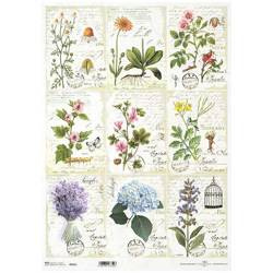 ITD Reispapier Decoupage Bastelpapier A3 Kräuter, Herbarium 922L