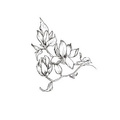 AGATERIA - Transparent Stempel Motivstempel - Mognolia flower,  Magnolie Blume