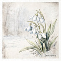 Reispapier-Set-Bastelpapier - ITD - RSM172 Blumen, Schneeglöckchen, Anemonen, Schlüsselblumen, Kleeblätter, Nieswurz, Myrte