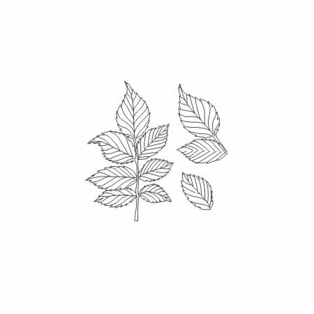 AGATERIA - Transparent Stempel Motivstempel, Leaves, Blatt-Set 3