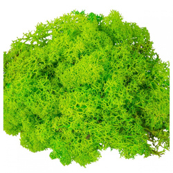 Heller grüner Rentiermoos - natürliche florale Dekoration - 30 g