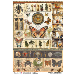 Reispapier Decoupage Bastelpapier Ciao Bella für A4-Decoupage - Cabinet of Science insekten